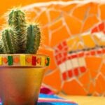 Mexican cactus in the pot | Festive Cinco de Mayo Crafts To Decorate Your Pots And Garden | cinco de mayo garden | featured