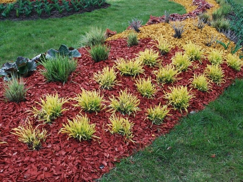 Molinia caerulea Variegata on the flower bed | types of mulch