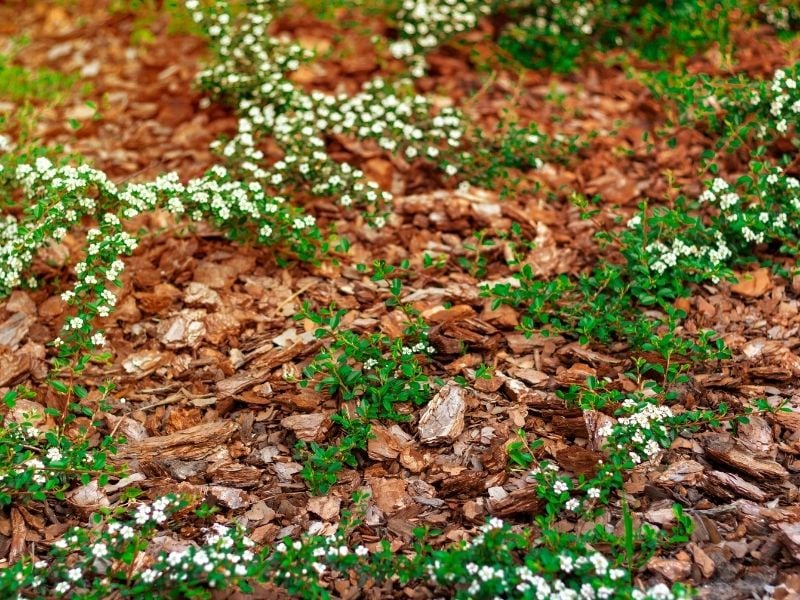 Mulching flowerbed in sunset-rays-with natural brown pine bark | mulch color