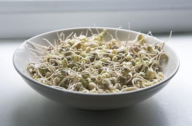 Spouting Seeds For Food | Practical Garden Ideas For Winter For A More Productive Season