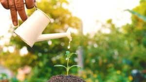 Old hand watering a tree on soil selective and soft focus a colour of vintage tone | Ways On How To Save On Water Bill | Smart Gardening Tips| water saving gardening | featured