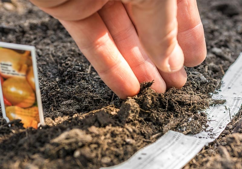 Onions are planted in the spring with a seed tape | How To Grow Onions In Your Raise Bed Garden | raised bed gardening
