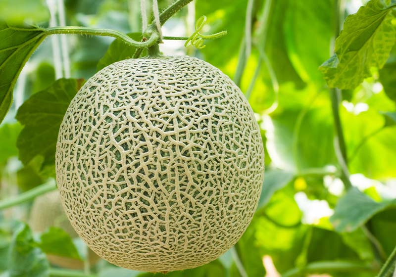 Organic Cantaloupe in the garden | Perfect Summer Garden Crops For A Bountiful Harvest | best summer crops