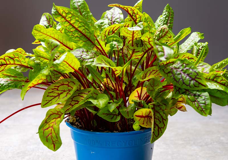 Organic colorful leaves of blood sorrel plant close up | Perfect Summer Garden Crops For A Bountiful Harvest | best summer crops