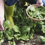 Picking spinach in a home garden | How To Grow Spinach | Complete Fall Vegetable Growing Guide | featured