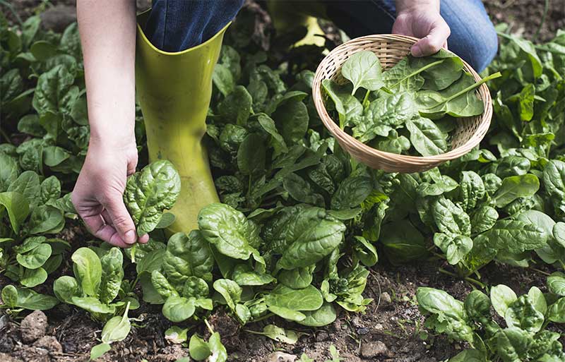 Picking spinach in a home garden | How To Grow Spinach | Complete Fall Vegetable Growing Guide | featured