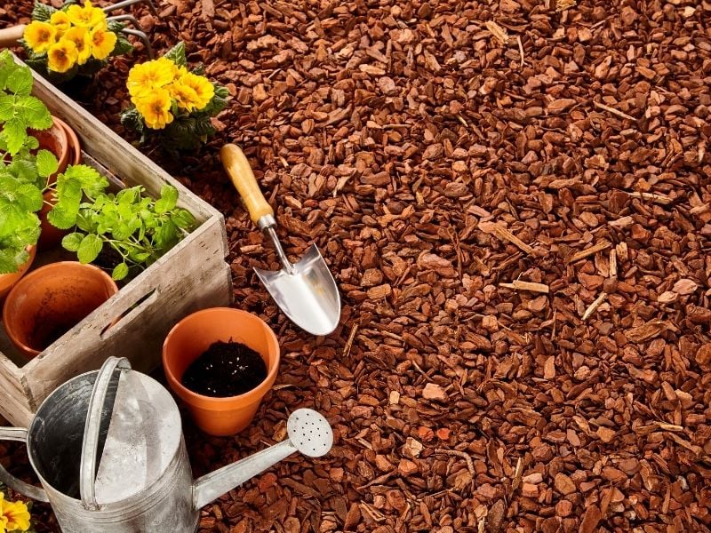 seedlings over red pine bark | colored mulch