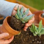 Planting succulent plant into a clay pot at garden bench in a backyard | The Best Pots and Soil For Succulents: Everything You Need To Know | succulent soil mix | featured