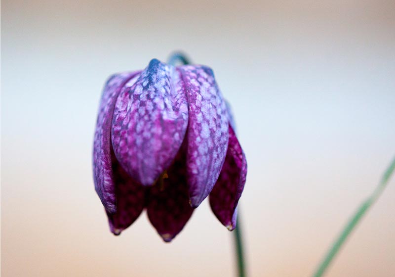 Purple Snake Fritillaria Meleagris | Fall Gardening With Stunning Perennial Flowering Bulbs