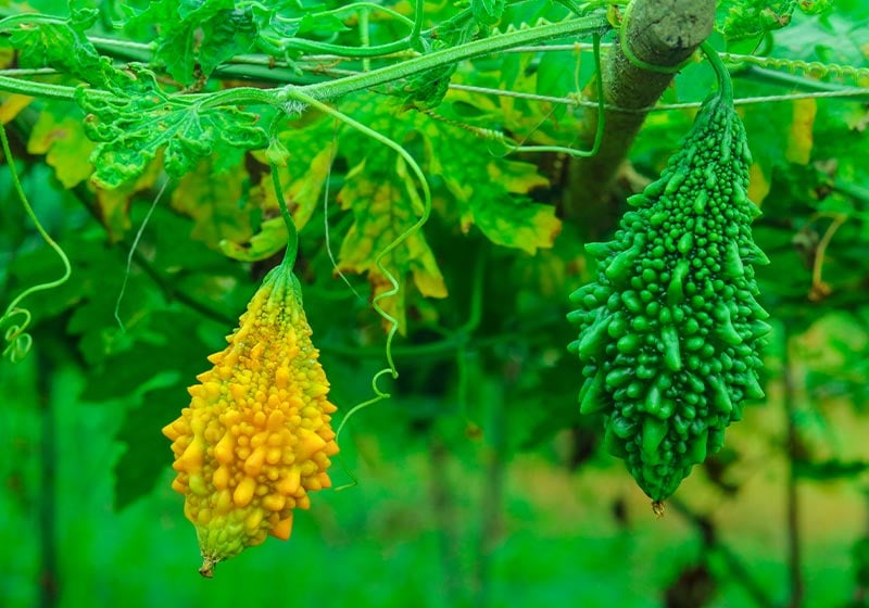 Ripe and green Bitter melon | Perfect Summer Garden Crops For A Bountiful Harvest | vegetables that grow in full sun