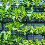 Rows of organic vegetables in black plastic pots on vertical garden | Best Crops To Plant In Your Vertical Vegetable Garden | vertical garden | featured