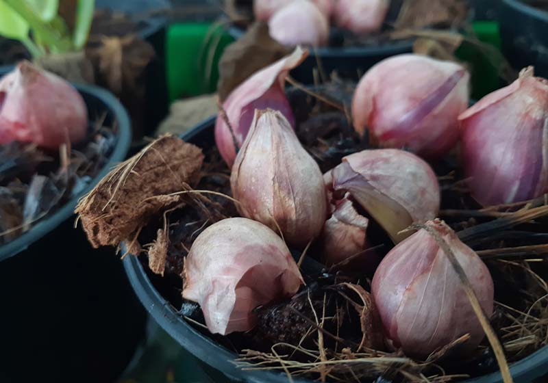 Shallot growing from Soil | Perfect Summer Garden Crops For A Bountiful Harvest | best summer crops