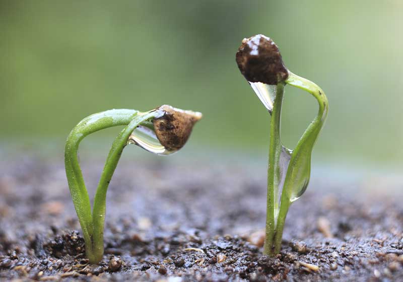 Sprout of the spinach | spinach growing time