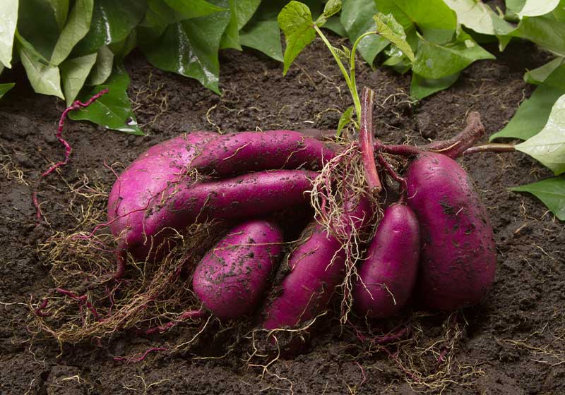 Sweet potato produce put on ground | Perfect Summer Garden Crops For A Bountiful Harvest | summer vegetables