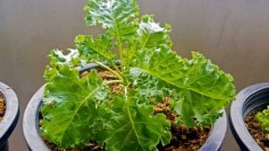 The vegetables in this pot are kale | How To Grow Kale In Containers The Right Way | how to grow kale | featured