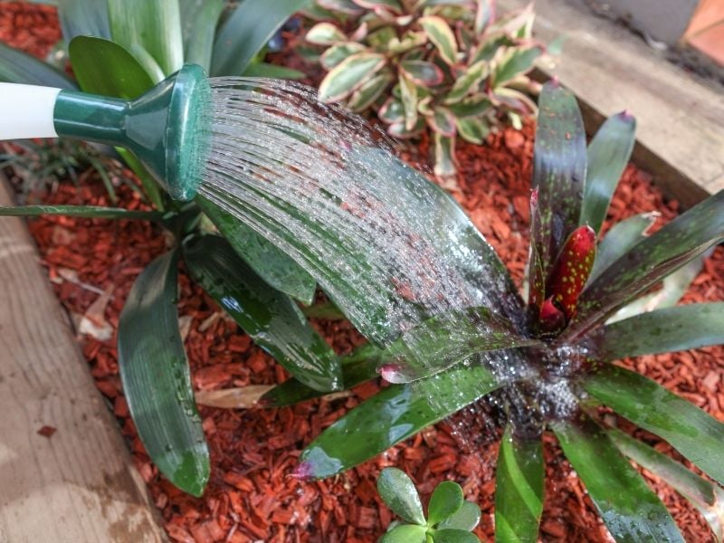 Using a Watering can to water a garden bed | natural mulch