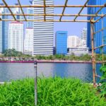 Vegetable plantation in urban garden | Amazing Benefits Of Urban Farming | urban gardening | featured