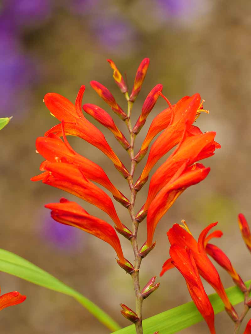 Vibrant orange Crocosmia flowers | Fall Gardening With Stunning Perennial Flowering Bulbs