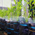 Water Spinach on Simple Hydroponics System with Plastic Bottle | How To Build A Wick System For Your Hydroponic Garden | vegetable garden | featured
