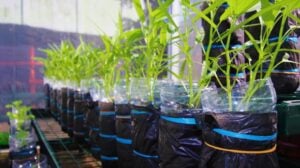 Water Spinach on Simple Hydroponics System with Plastic Bottle | How To Build A Wick System For Your Hydroponic Garden | vegetable garden | featured