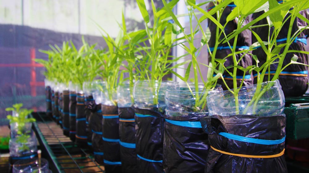 Water Spinach on Simple Hydroponics System with Plastic Bottle | How To Build A Wick System For Your Hydroponic Garden | vegetable garden | featured