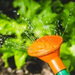 Watering plants with a watering can | What's The Best Time To Water Plants During Summer Time | how often should you water plants | featured