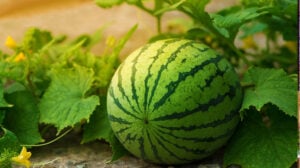 Watermelon is growing in the garden | how to grow watermelon properly | garden season guide | fruit garden | featured