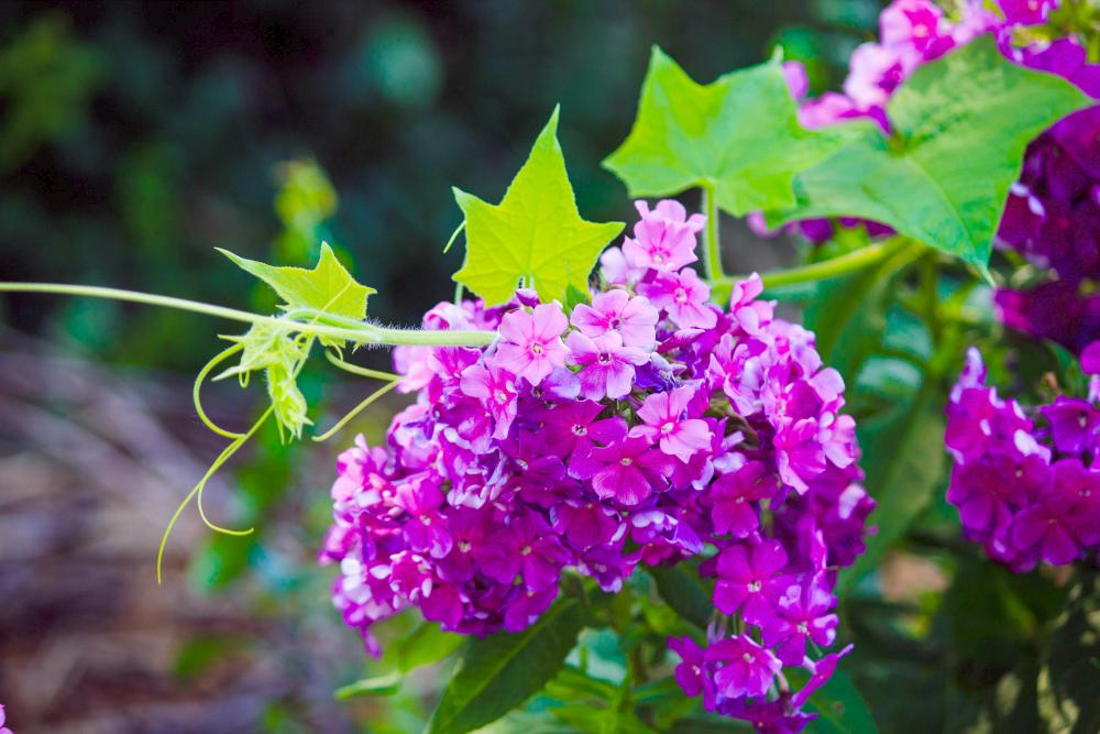 beautiful phlox evergreen plant | Container Gardening Tips For The Winter Season