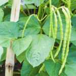 Young cowpea | How To Grow Southern Peas The Right Way | Garden Season Guide | black-eyed pea plant | featured