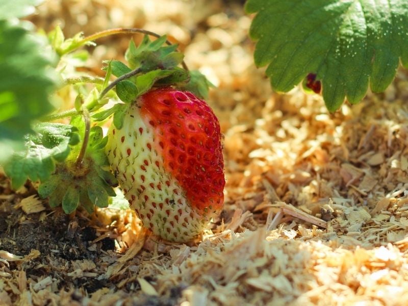 Young red green strawberries in the garden | Mulch Colors: How To Choose The Right One For Your Garden