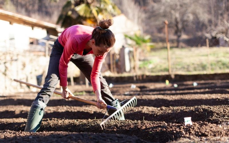 adult woman preparing soil for planting with rake | celosia plant
