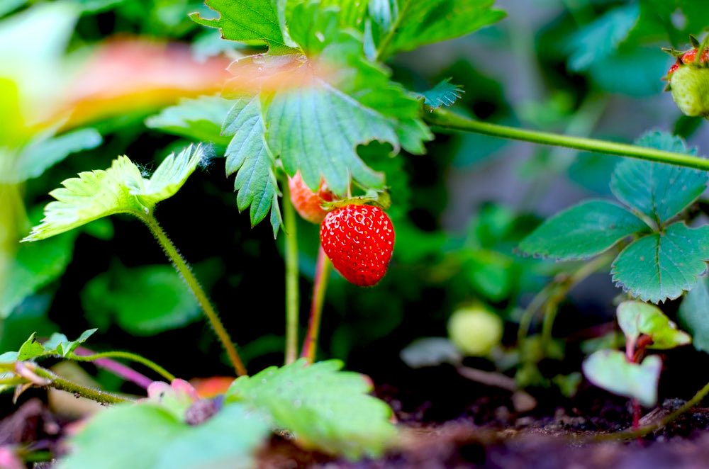 Agriculture Berry Close Up Color | Comprehensive Companion Planting Guide For Every Gardener