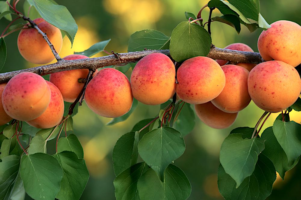 Apricot Tree Branch | Spring Fruits You Should Plant In Your Garden