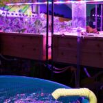 Aquaponics system setup | What Is Aquaponic Gardening And How Does It Work? | Featured