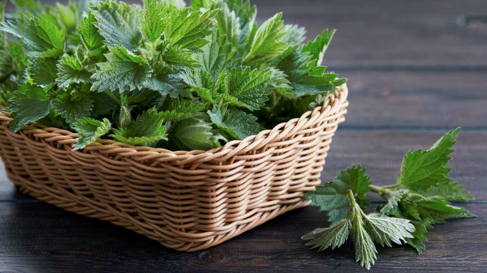 basket of fresh stinging nettle leaves | Spring Vegetable Garden Plants Perfect For Spring Growing Season | vegetable garden plants | spring garden plants