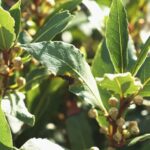 bay leaves | Herb Gardening: How To Grow A Bay Leaf Plant | Featured
