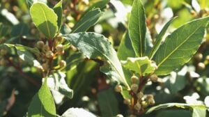 bay leaves | Herb Gardening: How To Grow A Bay Leaf Plant | Featured