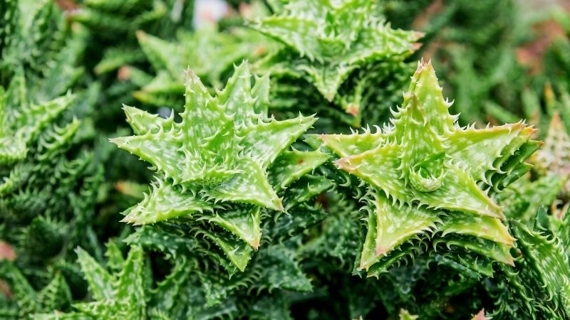 beautiful aloe juvenna nature | 19 Types Of Succulents