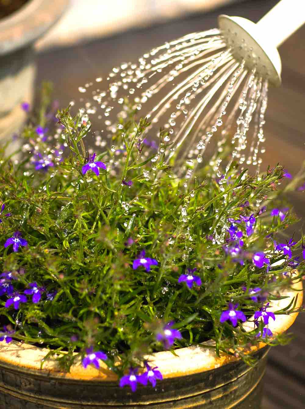 Beautiful Bloom Blooming Blur | Common Gardening Mistakes And Tips On How To Avoid Them