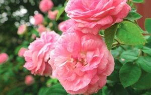 beautiful shrub roses growing outdoor | 13 Pretty Fall Flowers To Plant In Your Autumn Garden Right Now