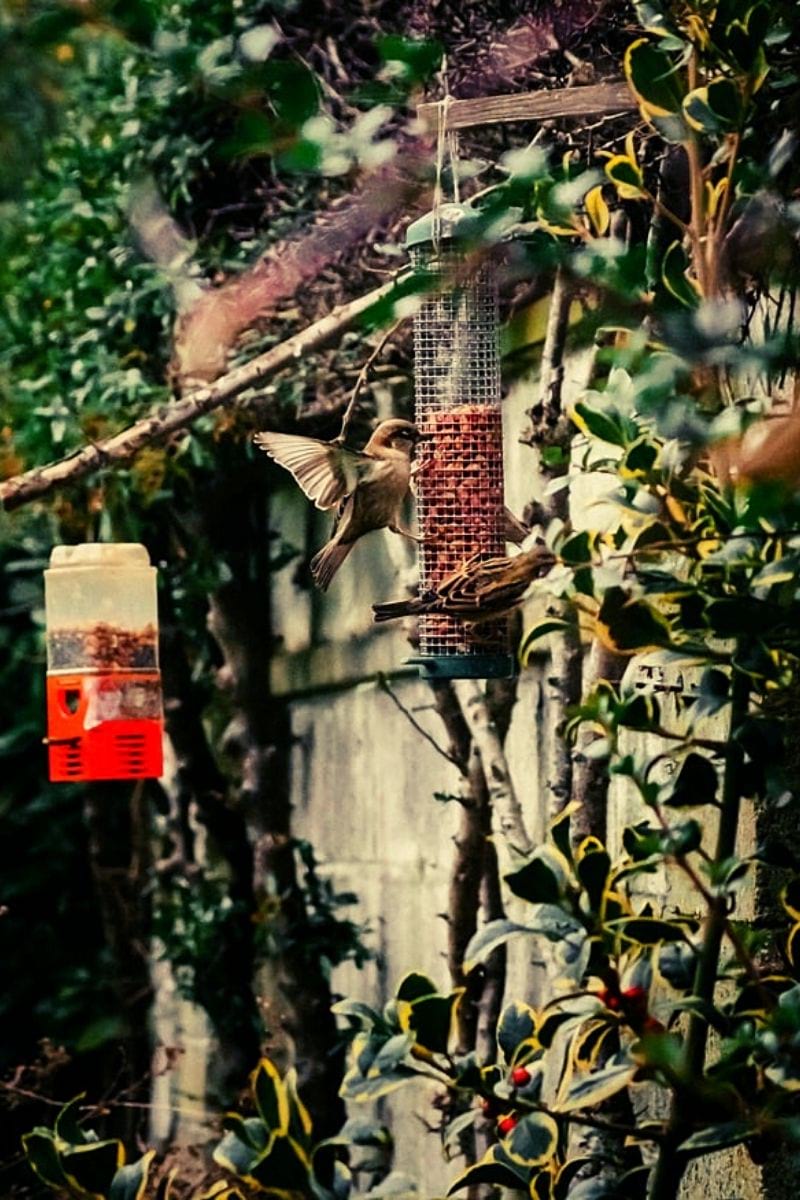 winter feeding | Easy DIY Garden Projects Anyone Can Do This Fall Season 