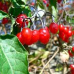 Bittersweet Nigthshade Bitter Blue | 12 Invasive Plants To Avoid When Gardening | Featured