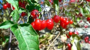 Bittersweet Nigthshade Bitter Blue | 12 Invasive Plants To Avoid When Gardening | Featured