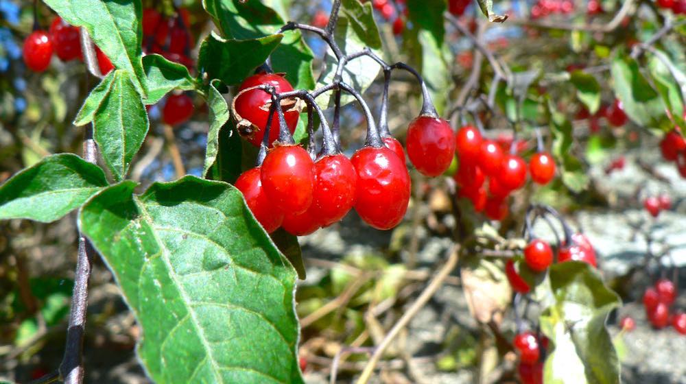 Bittersweet Nigthshade Bitter Blue | 12 Invasive Plants To Avoid When Gardening | Featured