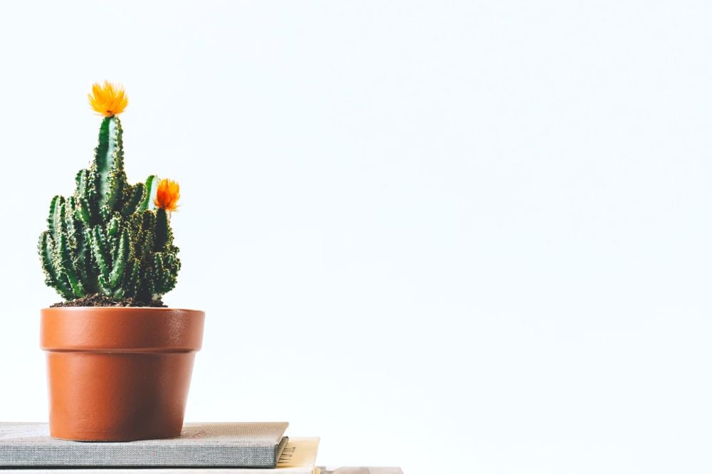 Cactus in Terra Cotta Pot | Container Gardening Tips For The Winter Season