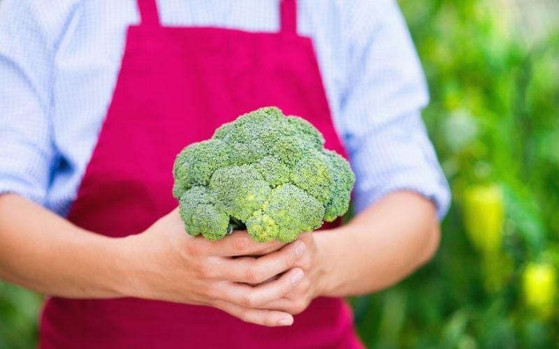 broccoli harvest | fall season