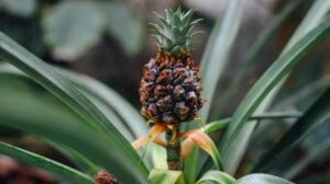 brown and green pineapple plant | How To Grow A Pineapple From Your Backyard | featured
