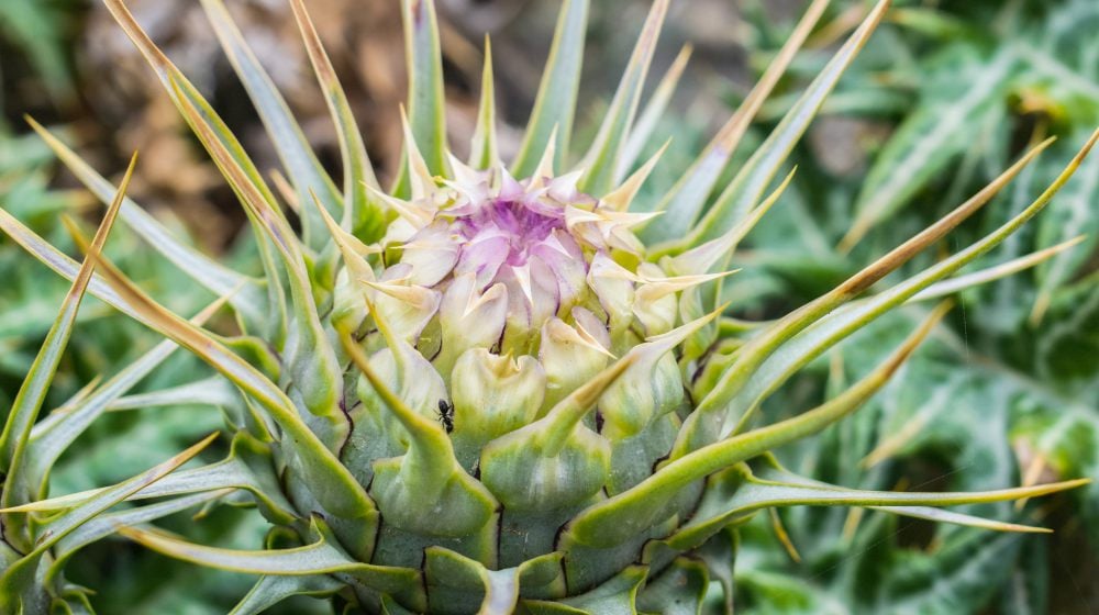 close up pphoto of cardoon plant | Spring Vegetable Garden Plants Perfect For Spring Growing Season | vegetable garden plants | vegetables to grow in spring