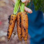 Carrot Harvest | Spring Vegetables To Plant In Your Garden | Featured