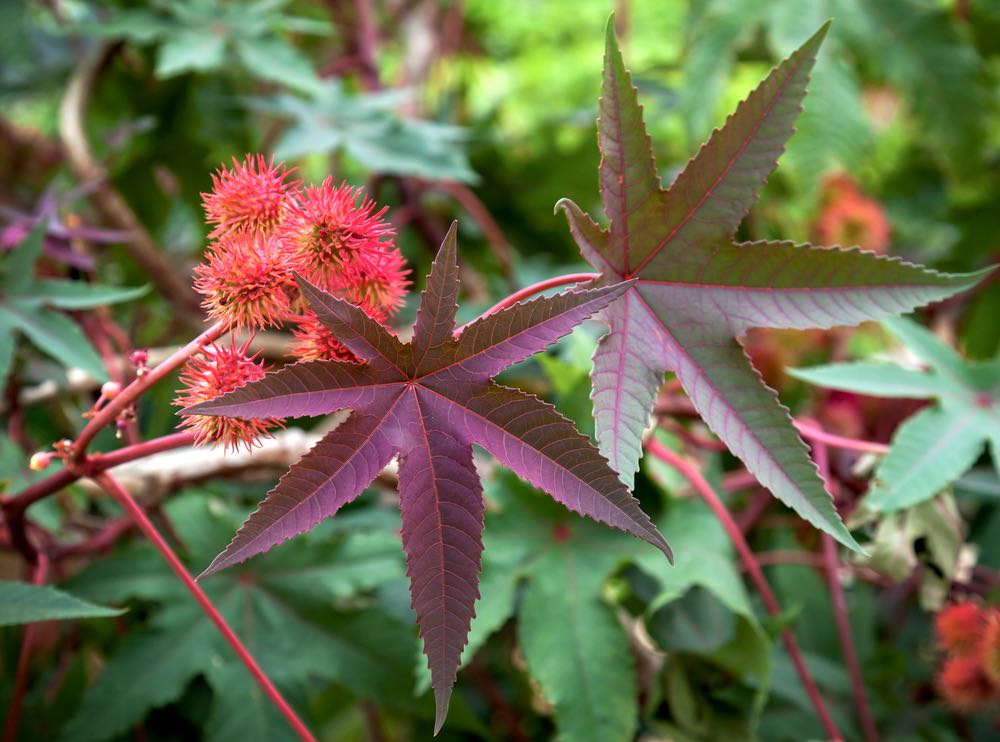 Castor Oil Plant | Common Poisonous Plants For Dogs You Should Avoid